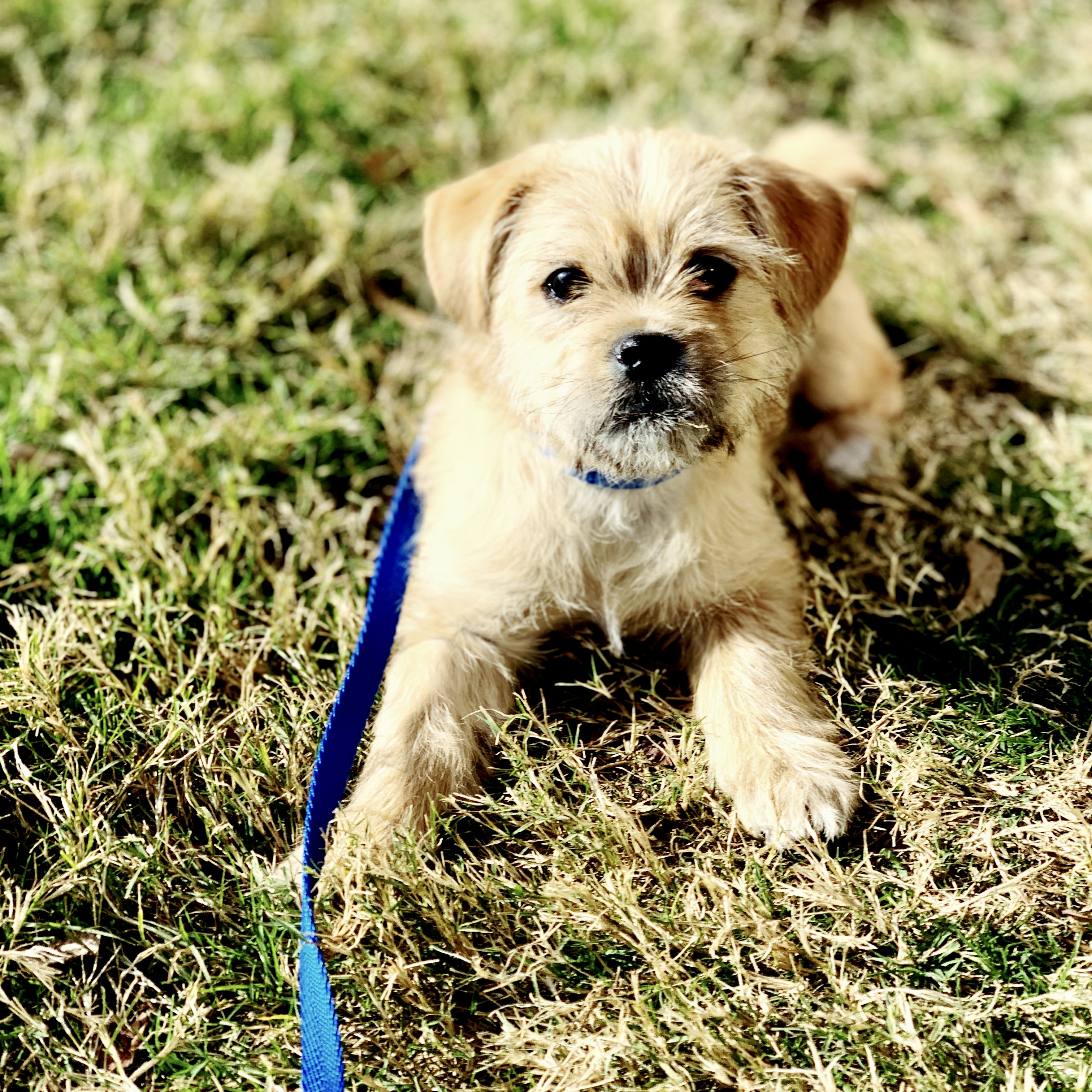 Scout - rescue dog success story supported by RoofDog donations