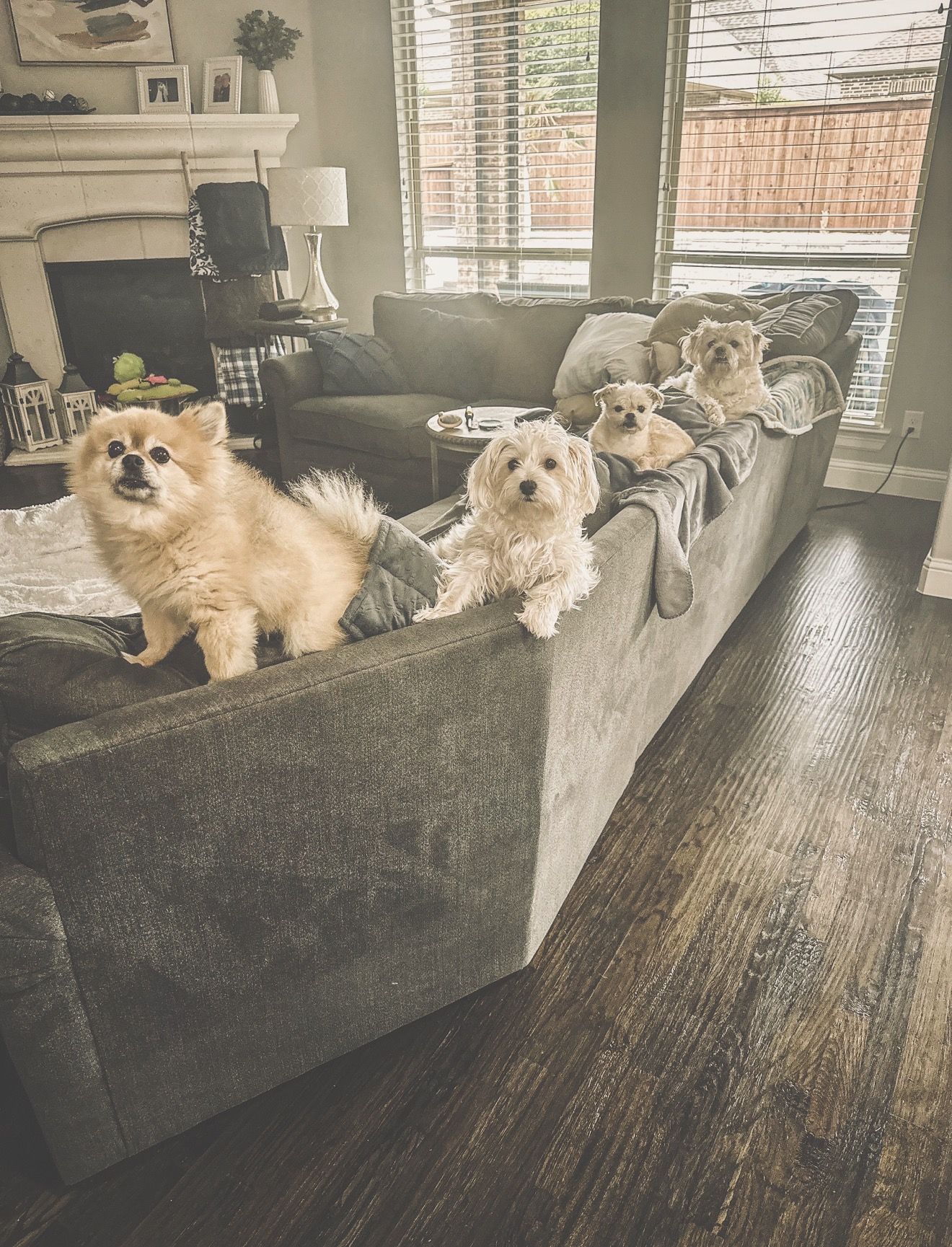 RoofDog founder Bobby JL Jones with Foxy, Knox, Scouty, and Stella