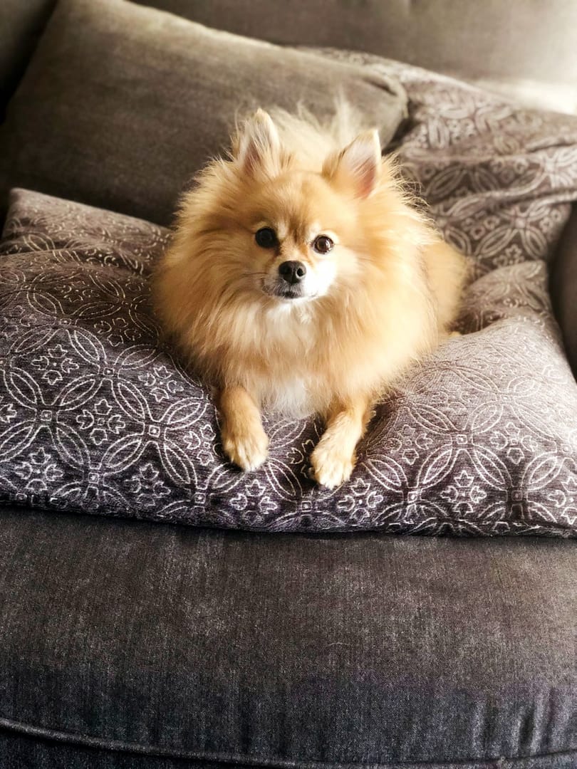 Foxy Roxy Jones on her favorite blanket — still living her best life