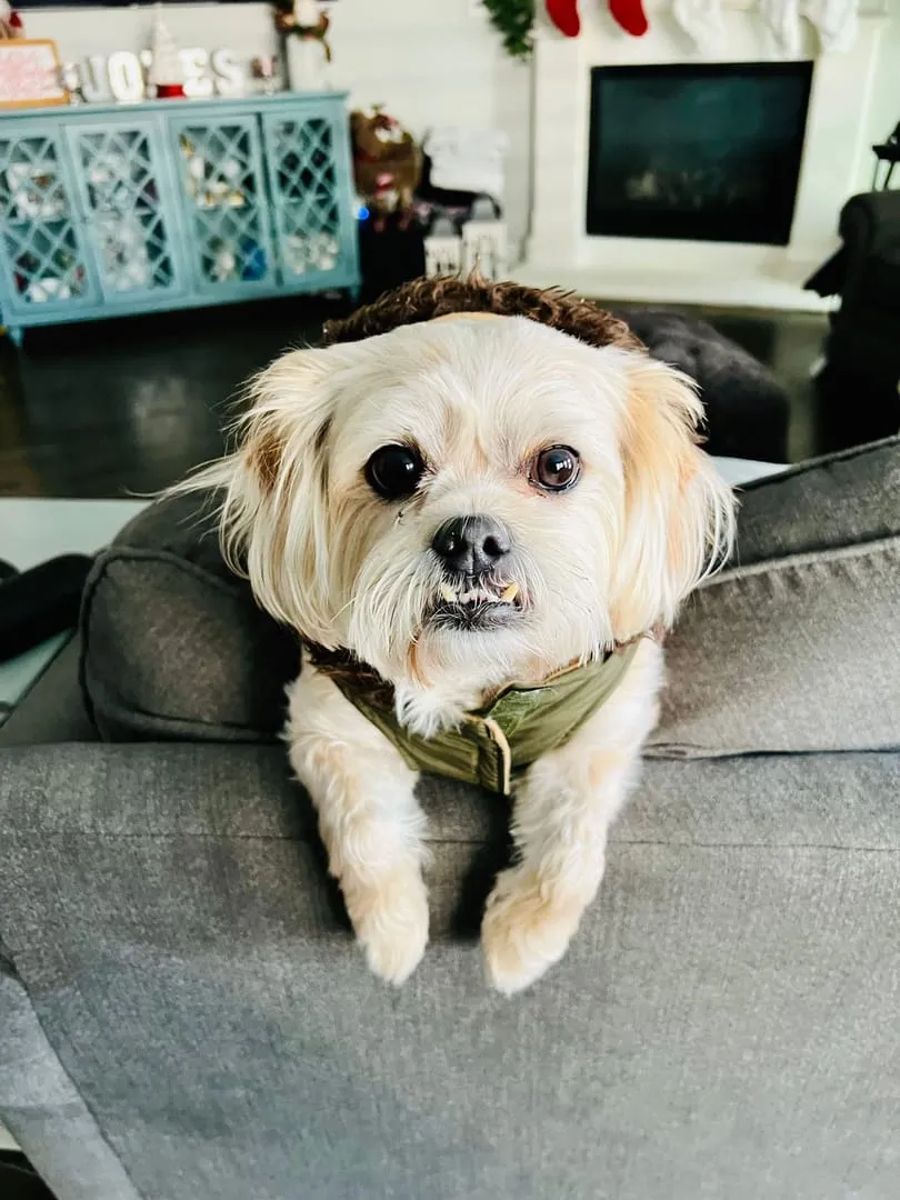 Scout, the RoofDog mascot